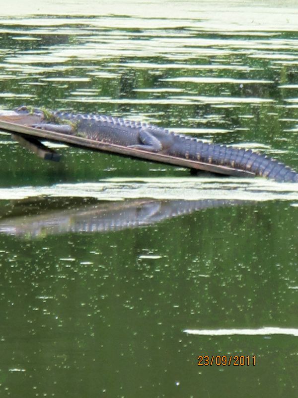 Charleston Alligator
